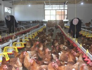 Tavuk eti üretimi yüzde 3,3 arttı