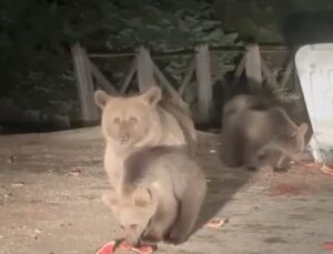 Uludağ’da aç kalan ayılar çöp konteynerlerini karıştırıp yiyecek aradılar