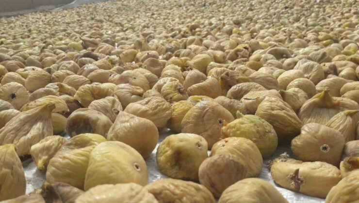 Aydın’ın mili meyvesi kuru incir ihracatı 73 bin 388 ton ile 260 milyon dolara ulaştı