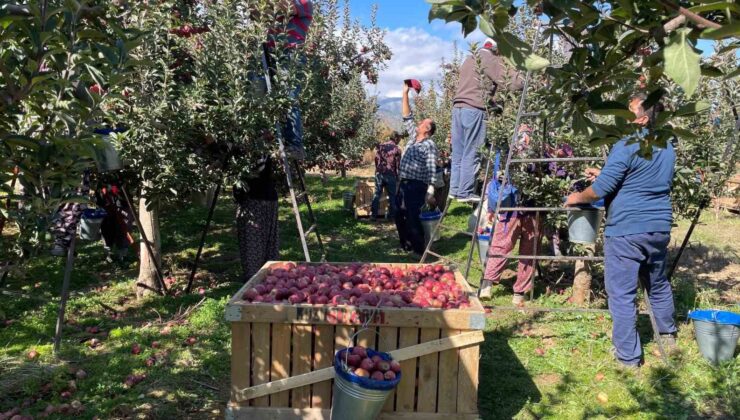 Beyşehir’de elma hasadı sürüyor