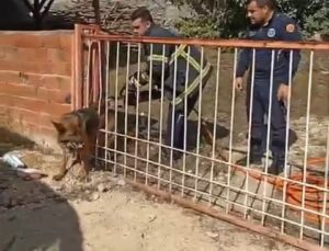 Demir kapıya sıkışan köpeği itfaiye kurtardı