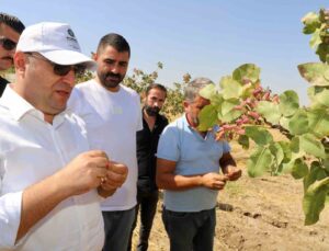 Diyarbakır’da fıstık hasadına başlandı