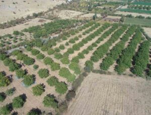 Elazığ’da 125 bin ceviz ağacında hasat başladı