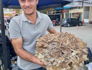 Kestaneye niyet, mantara kısmet: 17 kiloluk dev mantar buldu