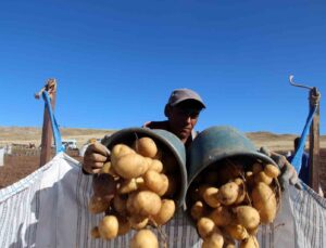 Sivas patates üretiminde rekora koşuyor