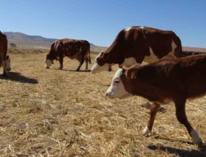 Sultansuyu’nda süt sığırcılığı üretimi arttırılıyor