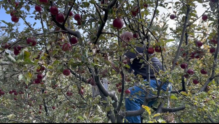 Tatvan’da elma hasadı