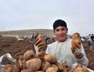 Türkiye’nin patates ambarlarından olan Ahlat’ta hasat başladı