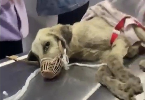 Vatandaş buldu belediye ekipleri köpeğin tedavisini üstlendi