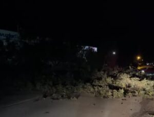 Bursa’da etkili olan lodos ağacı devirdi