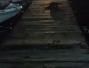 Bursa’da su samuru kediyi böyle kovaladı