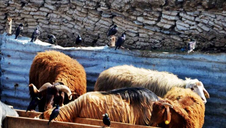“Erzurum’da hayvan yetiştiriciliğinin güçlü yanları var”