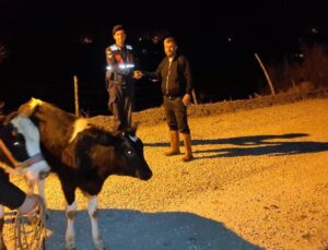 Jandarma, kaybolan inekleri kısa sürede buldu