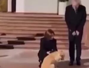 Moldova Cumhurbaşkanı Sandu’nun köpeği Avusturya Cumhurbaşkanı Bellen’in elini ısırdı
