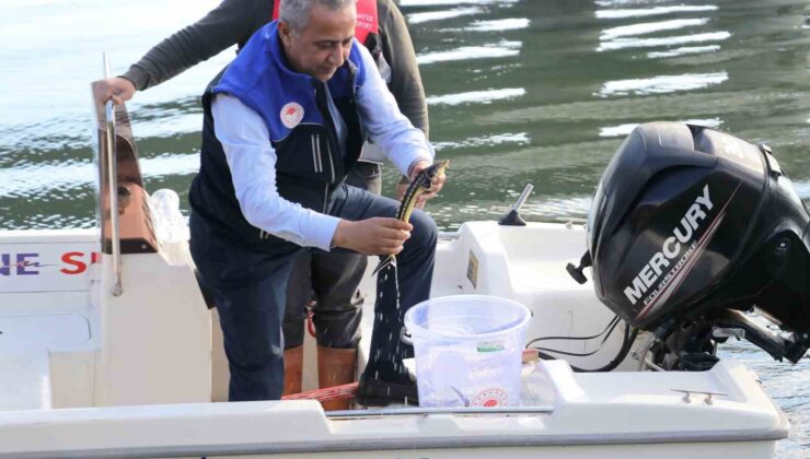 Yeşilırmak Nehri’ne 5 bin Mersin balığı yavrusu bırakıldı