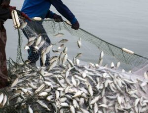 Balık ihracatı 1 milyar doları aştı