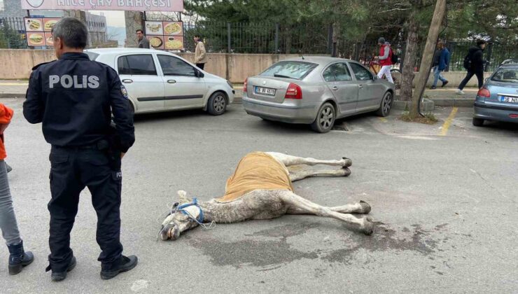 Bursa’da başıboş at sokak ortasında yere yığıldı