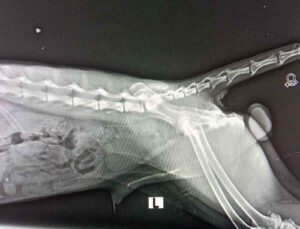 Datça’da yaralı bulunan Tilki tedaviye alındı
