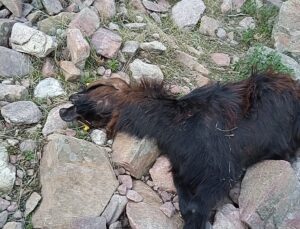 Depremde telef olan hayvanlarının yerine aldığı hayvanları kurt saldırısıyla telef oldu