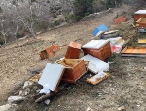 Emet’te ayılar 36 kovanı parçaladı, arılar telef oldu