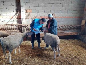 Hisarcık’ta koyun, keçi sayımı ve buzağı küpeleme çalışmaları