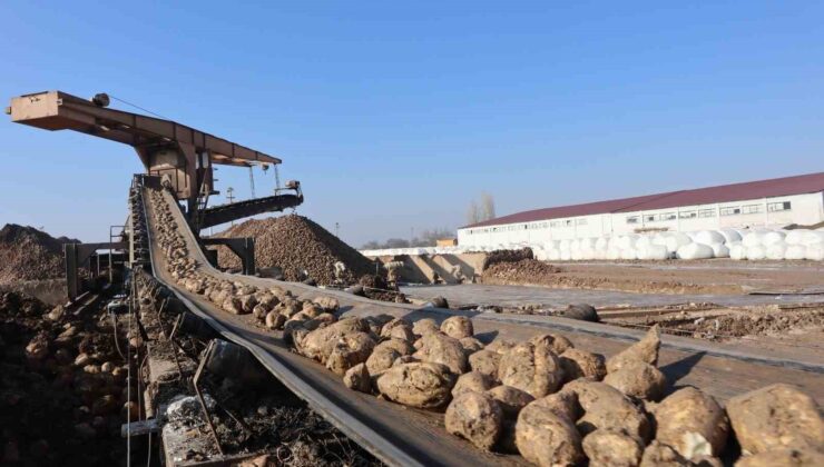 Malatya Şeker Fabrikası’nda bu yıl hedef 65 bin ton şeker üretimi