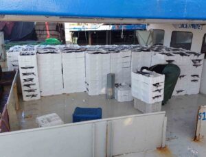 Marmara Denizi’ne ağ atan balıkçılar, yaklaşık 30 ton torik balığı avladılar