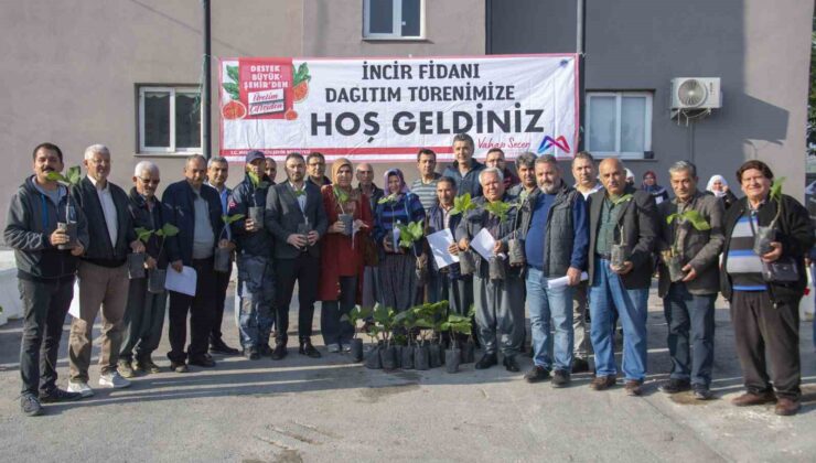 Mersin Büyükşehir Belediyesinden üreticilere incir fidanı desteği