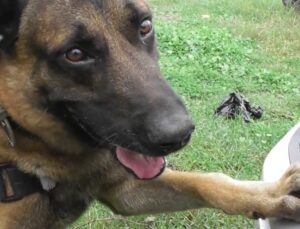Narkotik köpeği “Poyraz” ayın birincisi seçildi