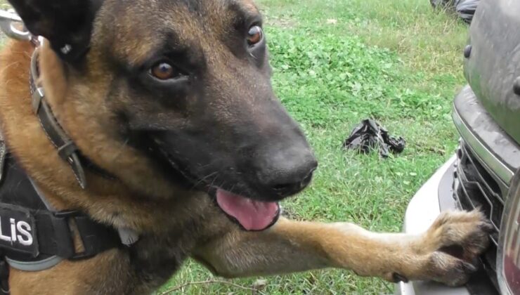 Narkotik köpeği “Poyraz” ayın birincisi seçildi