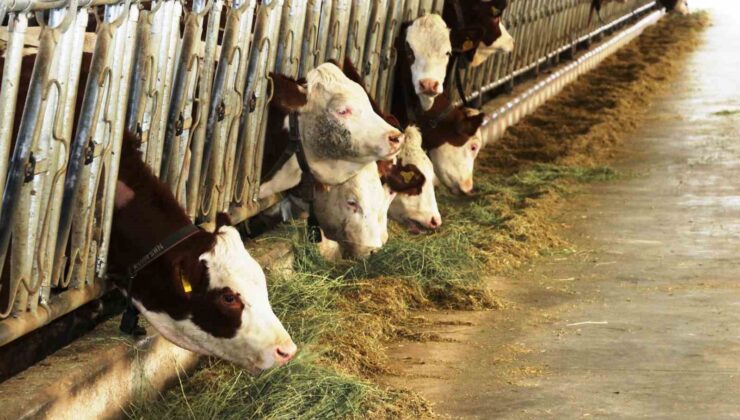 Samsun’dan yurt dışına süt ihraç edecek besici sayısı 6’ya yükseldi