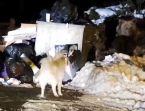 Uludağ’ın ‘Uyuyamayan’ ayı ailesi kendilerini rahatsız eden köpeğe saldırdı
