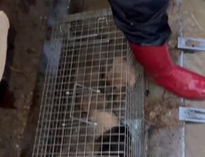 Yalova’daki su baskınında itfaiye 4 yavru köpeği kurtardı