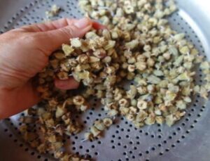 Bamya tohumunun yararları: Kuru bamya tohumu nasıl kullanılır? Dizler için bamya tohumu…