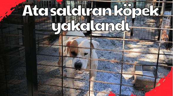 Ata saldıran köpek yakalandı