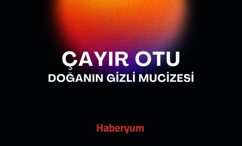 Çayır Otu