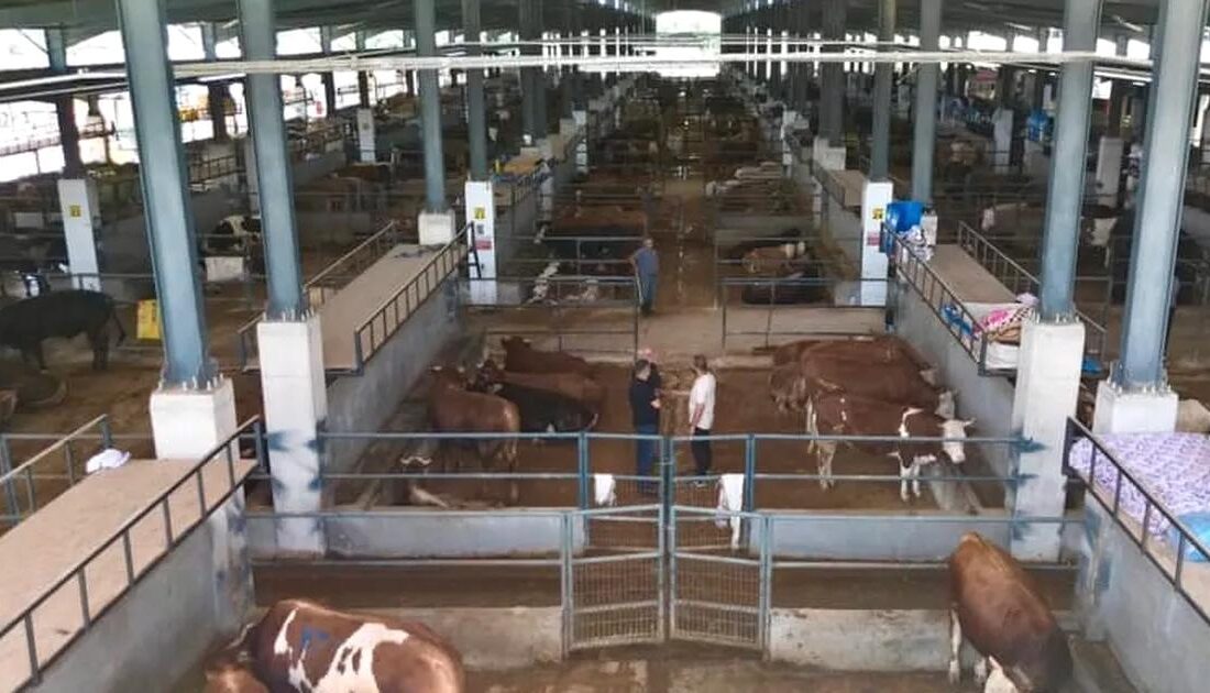 Bursa İnegöl'de Kurban Pazarı yoğunluğu, alıcı ve satıcıların yoğun ilgisiyle