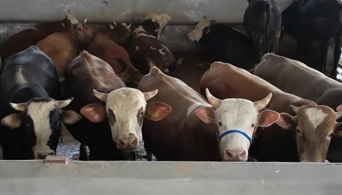Bursa İnegöl'de Kurban Pazarı yoğunluğu ile ilgili detaylar ve güncel