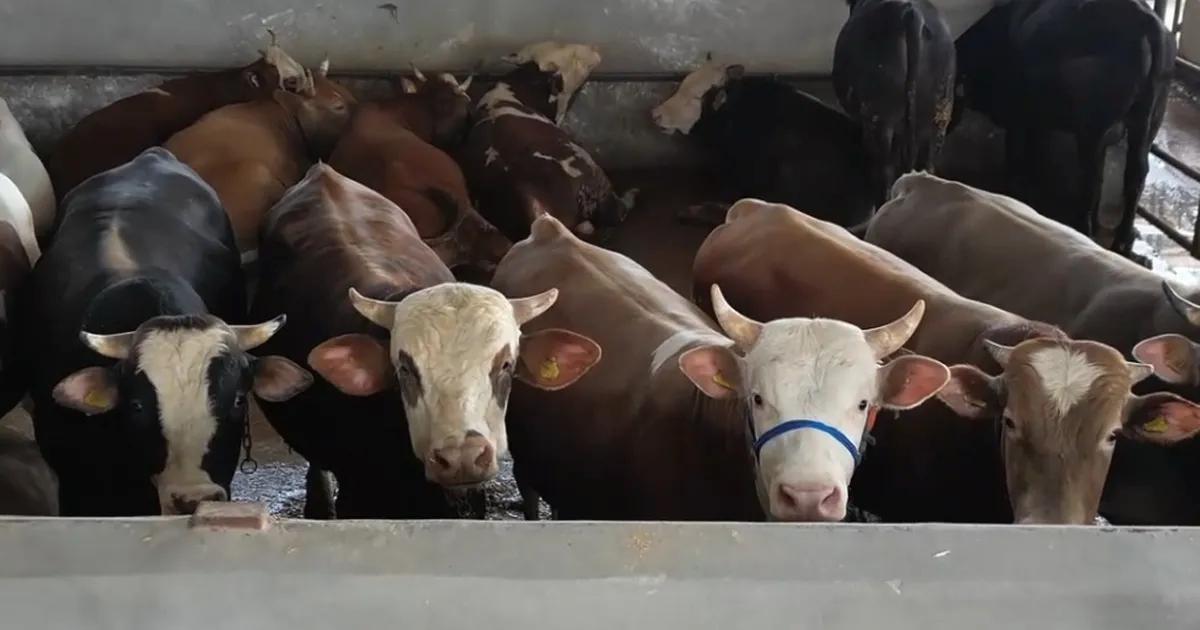 Bursa İnegöl'de Kurban Pazarı yoğunluğu ile ilgili detaylar ve güncel