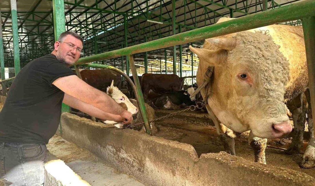 Bursa Nilüfer'de büyük boğa satışları hakkında detaylı bilgiler ve fırsatlar.