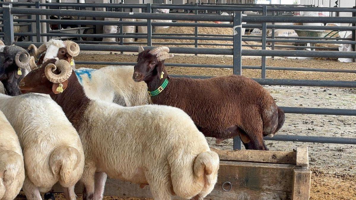 Bursa'da 5 Boynuzlu Kuzusu ilgiyle karşılandı. Bu nadir görülen hayvan,
