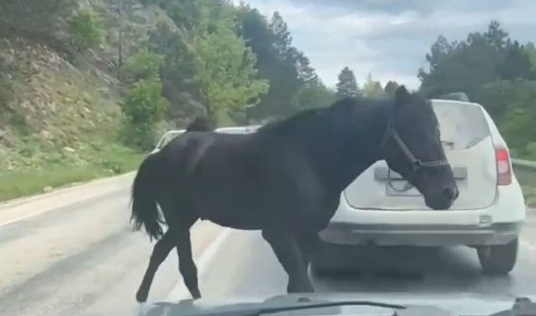 Bursa'da bağımsız atların neden olduğu tehlike ve alınması gereken önlemler