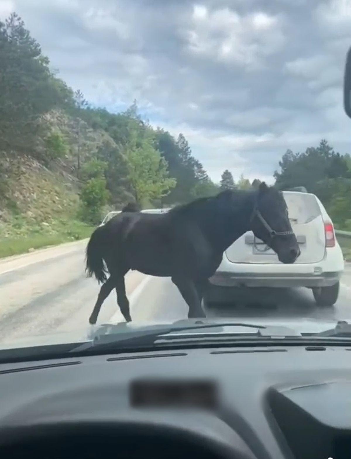 Bursa'da bağımsız atların neden olduğu tehlike ve alınması gereken önlemler