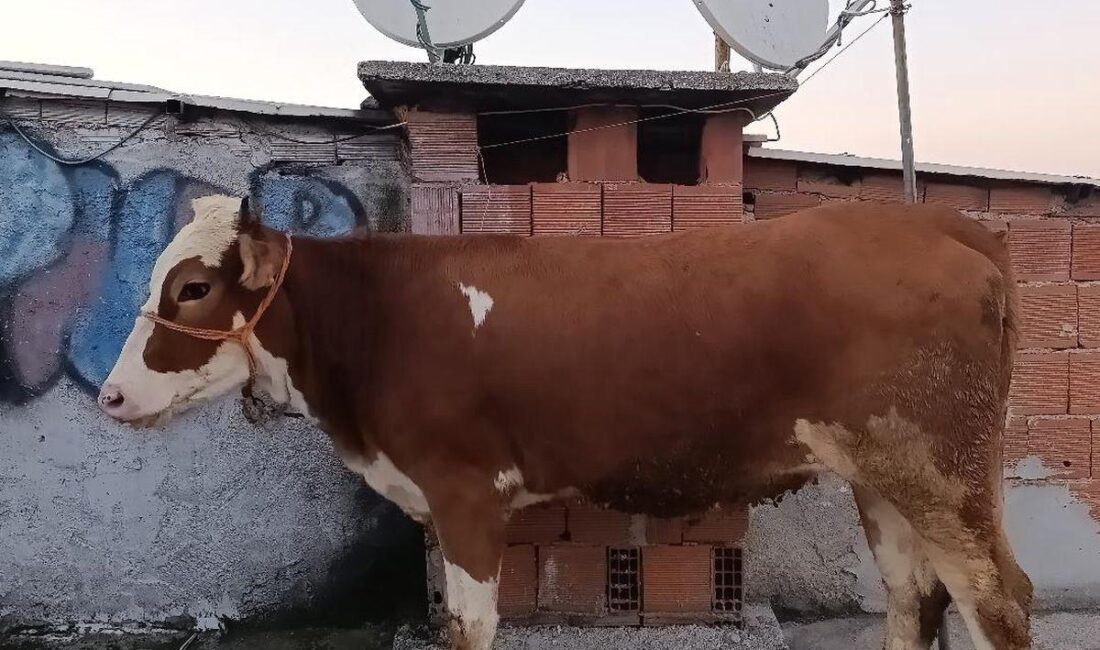 Bursa'da yaşanan ilginç olayın detayları ve olay yerinden son gelişmeler,
