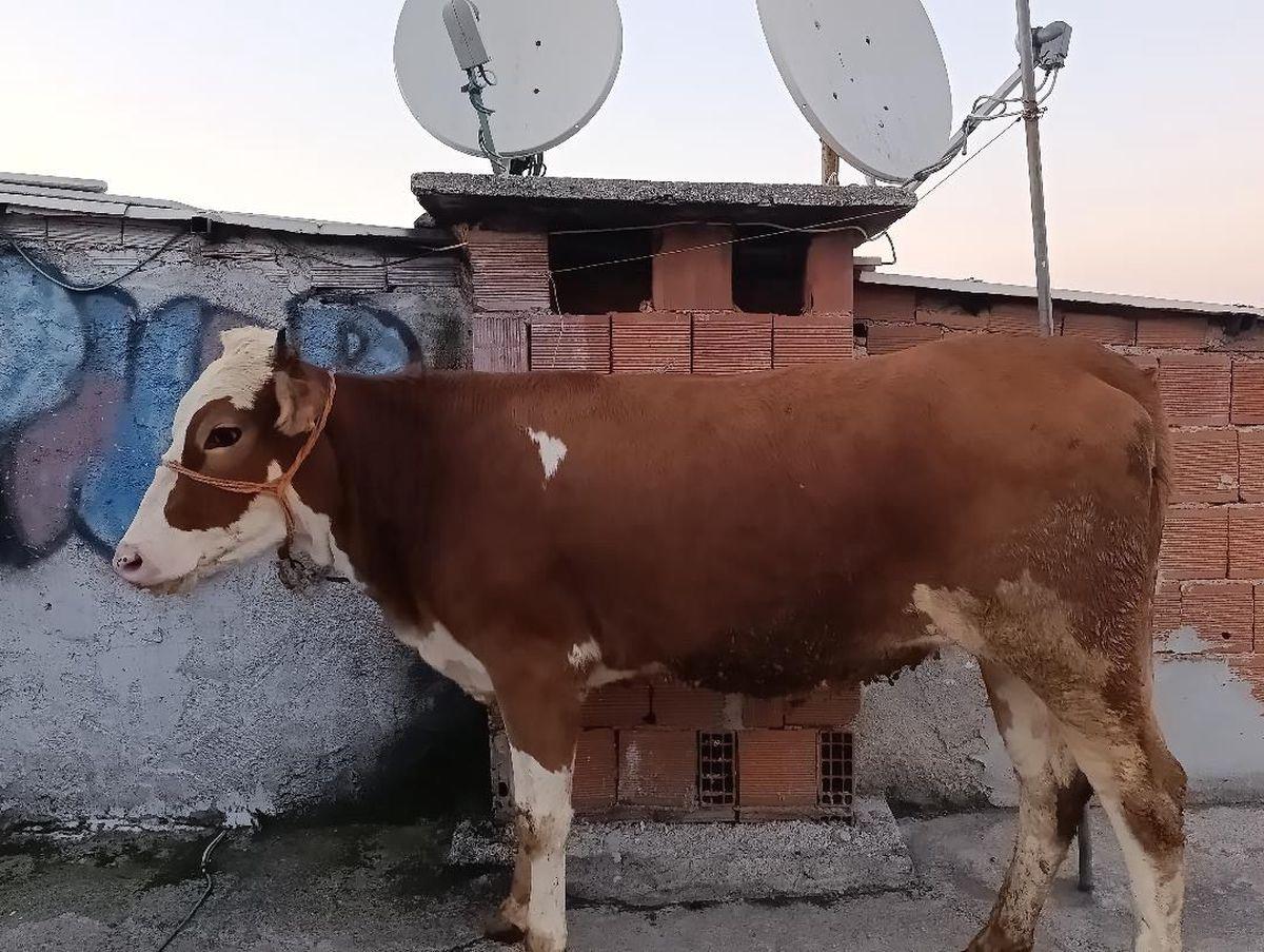 Bursa'da yaşanan ilginç olayın detayları ve olay yerinden son gelişmeler,