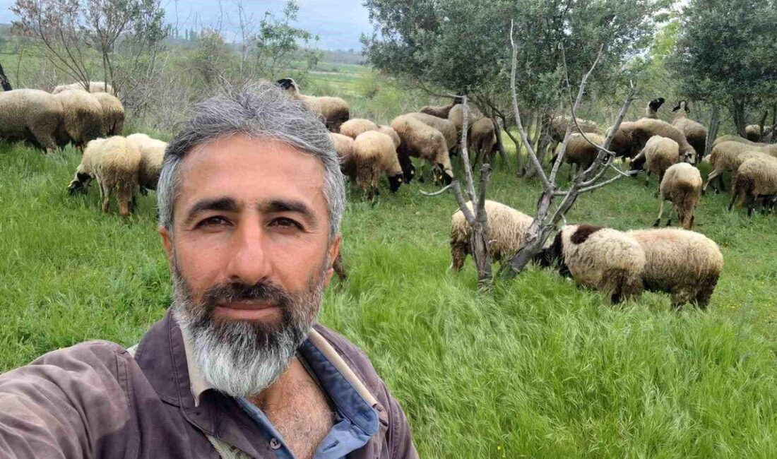 Bursa’da kardeşler melez koyun yetiştiriciliğiyle kaliteli ve verimli hayvancılık faaliyetleri