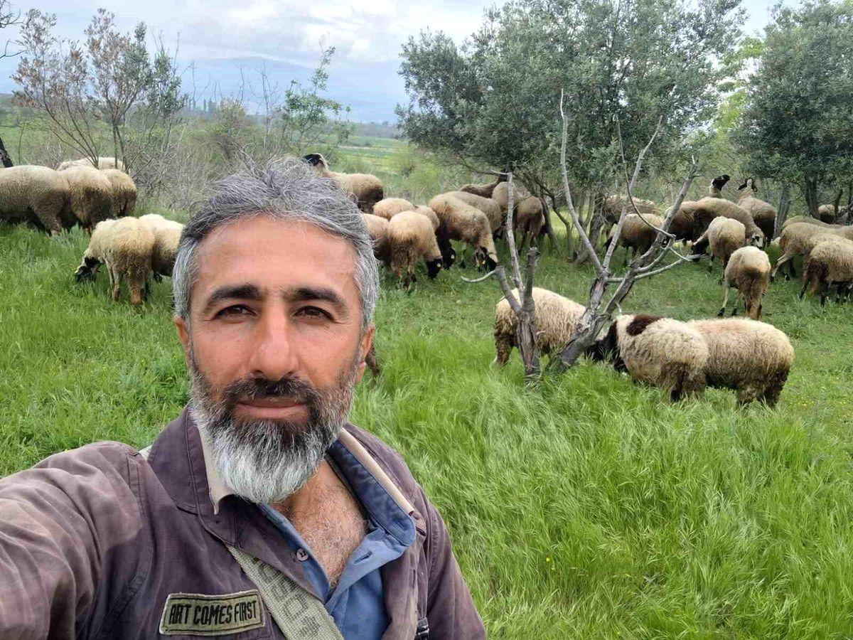 Bursa’da kardeşler melez koyun yetiştiriciliğiyle kaliteli ve verimli hayvancılık faaliyetleri