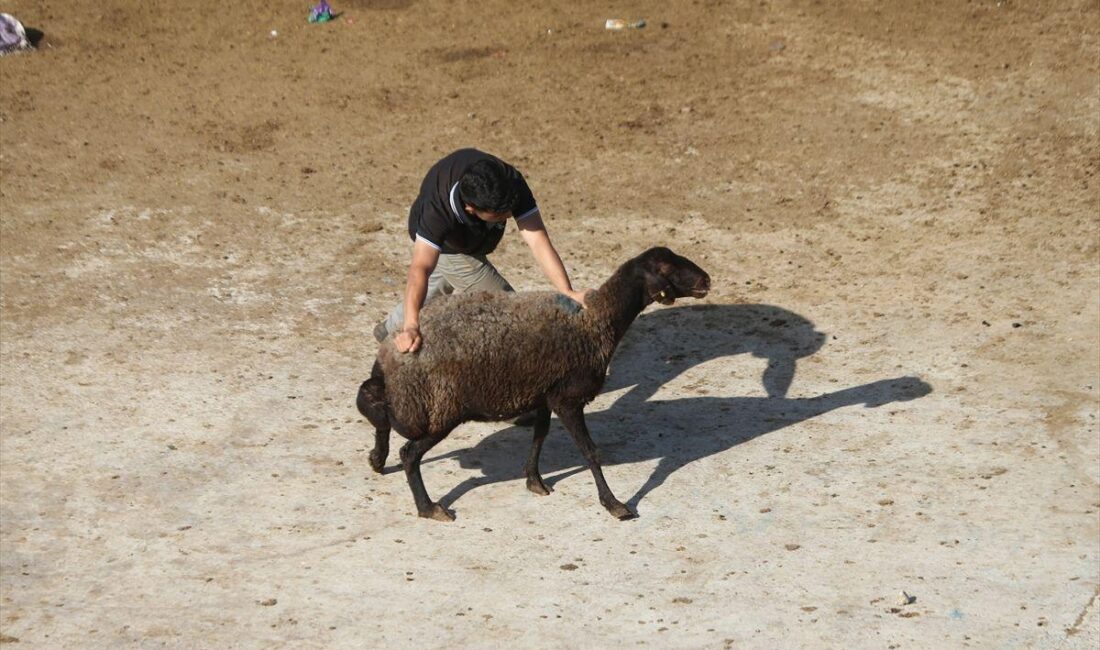 Bursa'da kızılcık hasadı döneminde yoğunluk yaşanmakta, bölge ekonomisine önemli katkılar