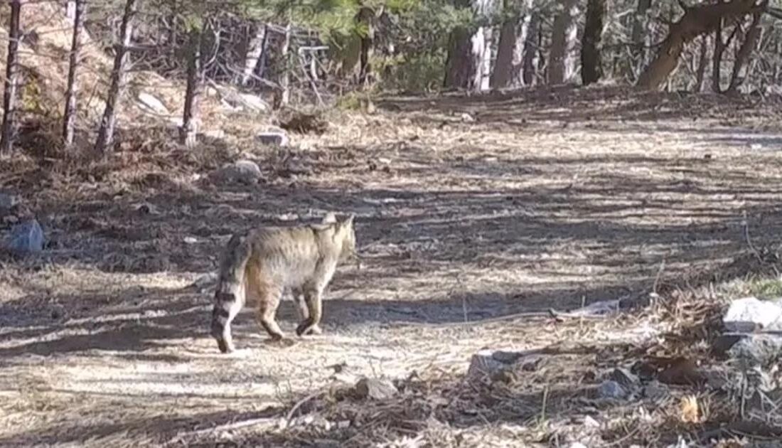 Bursa'da yaban kedisi görüntüleri paylaşıldı. Doğal yaşamın güzelliğini ve yaban