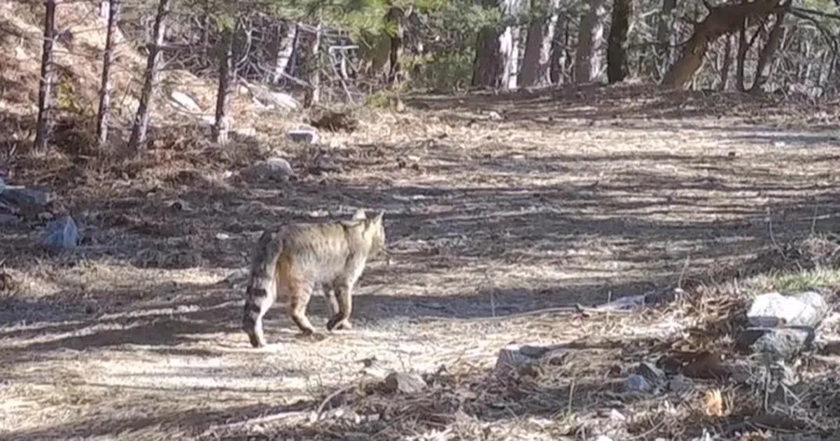 Bursa'da yaban kedisi görüntüleri paylaşıldı. Doğal yaşamın güzelliğini ve yaban